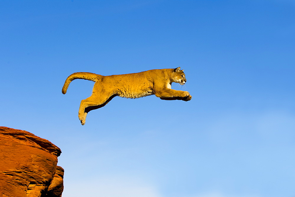 Puma jumping from one rock to another, Utah USA 