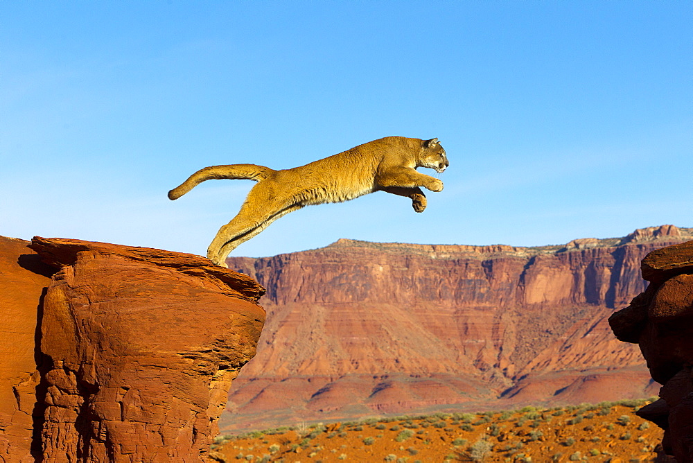 Puma jumping from a rock, Utah USA 