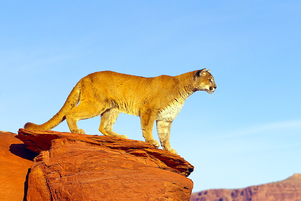 Puma on a rock, Utah USA