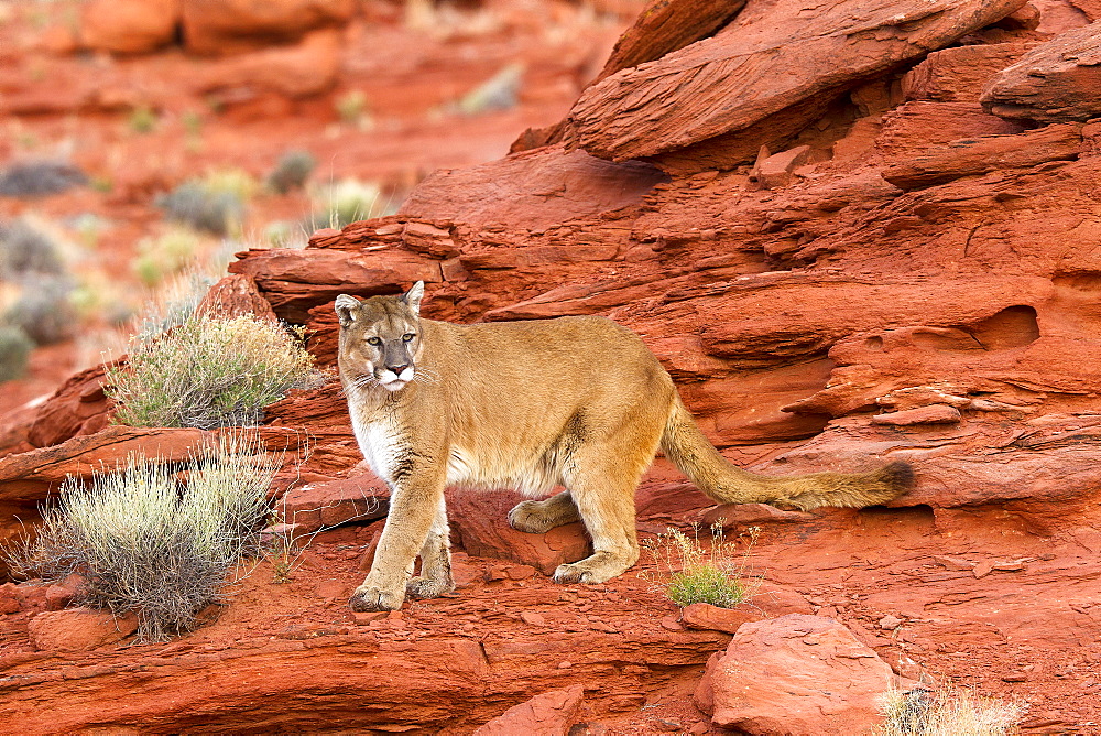 Puma on a cliff, Utah USA