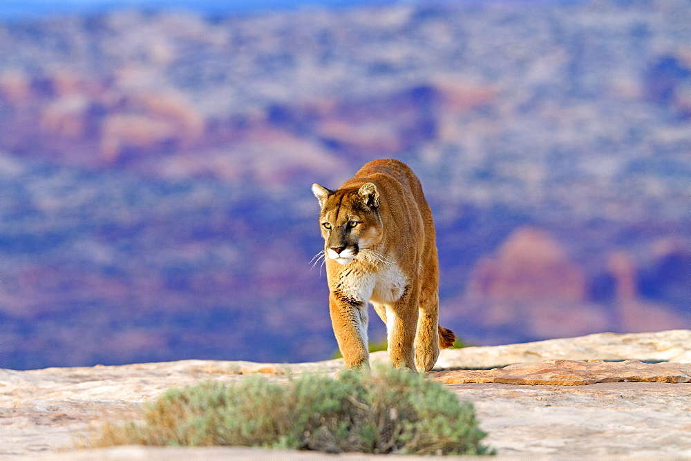 Puma walking on rock, Utah USA 