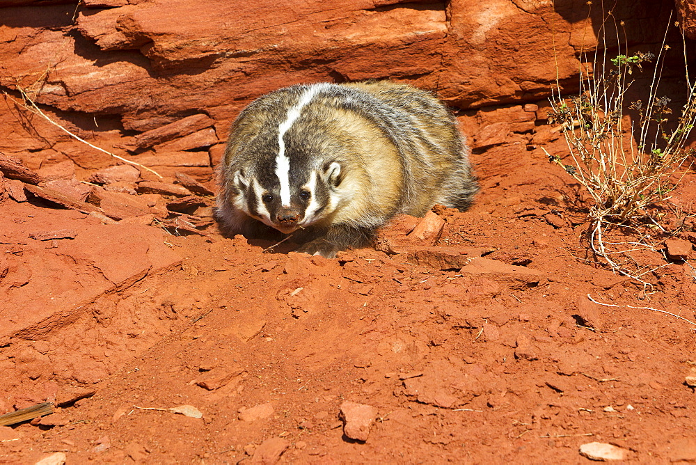 American Badger in front of a rock, Utah USA 