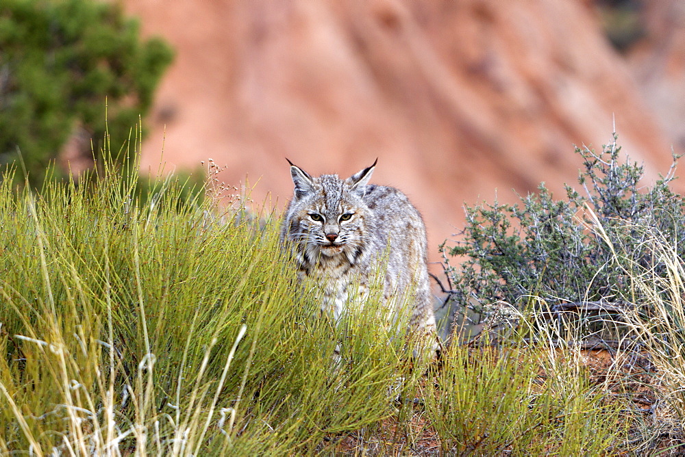 Bobcat in the bushes, Utah USA