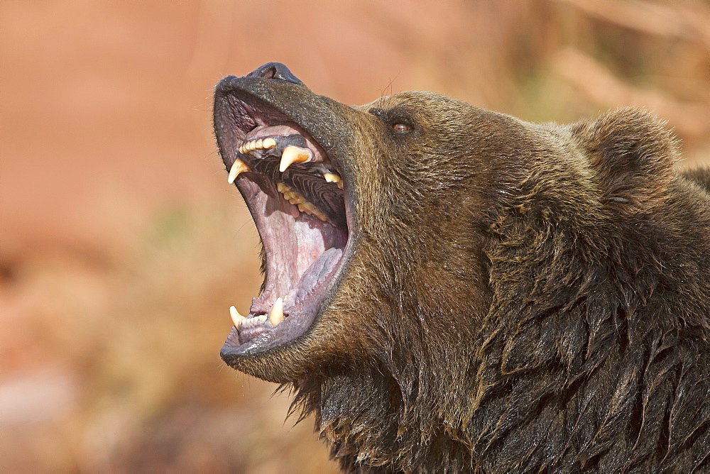 Portrait of shouting Grizzly, Utah USA 