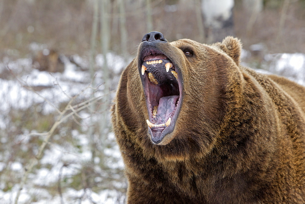 Portrait of shouting Grizzly, Utah USA 