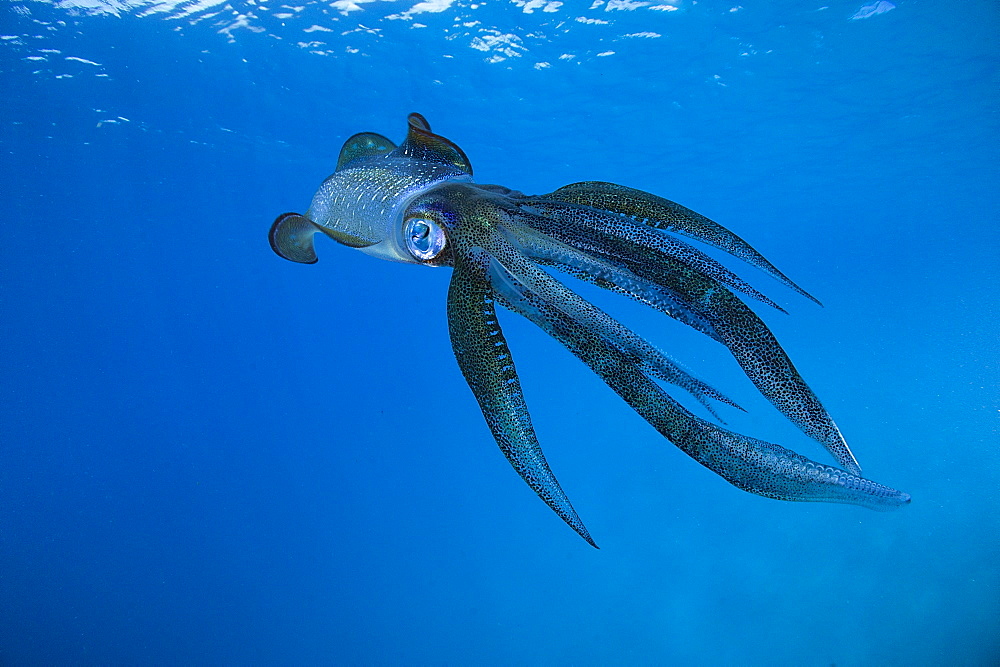 Bigfin reef Squid swimming under surface, Fiji