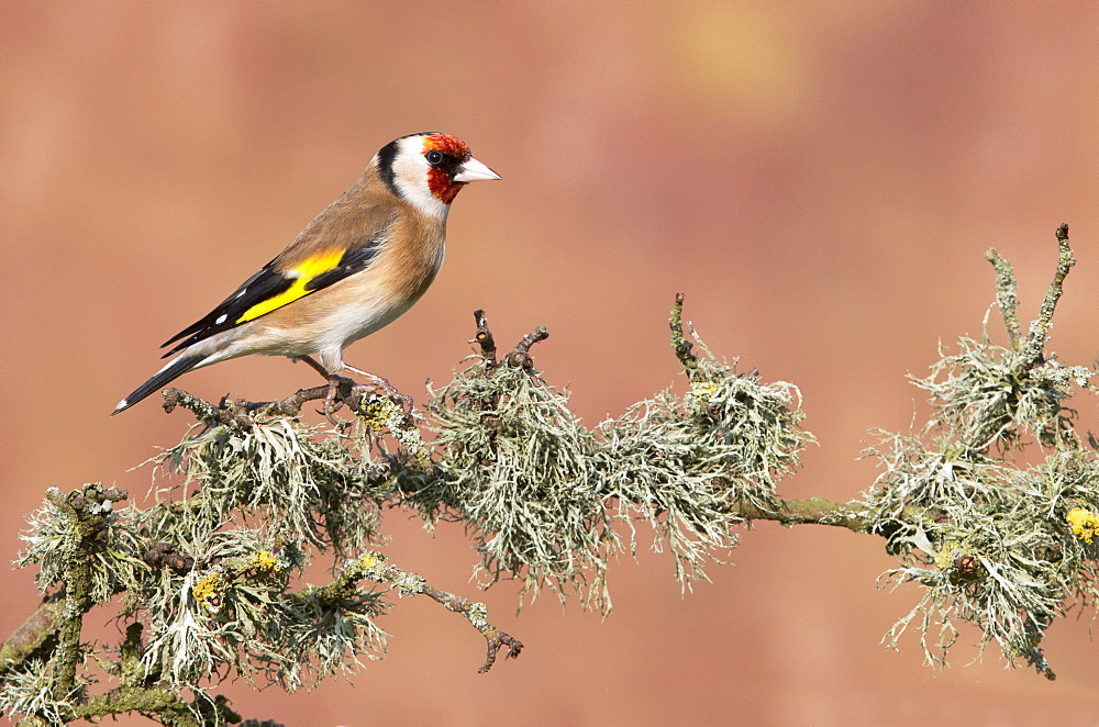 Goldfinch perched on a mossy branch at spring, GB