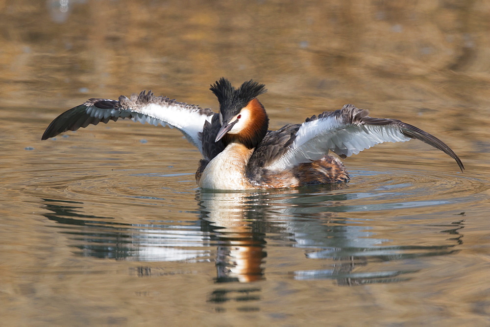 Great Crested Grebe drying his wings in winter, Switzerland