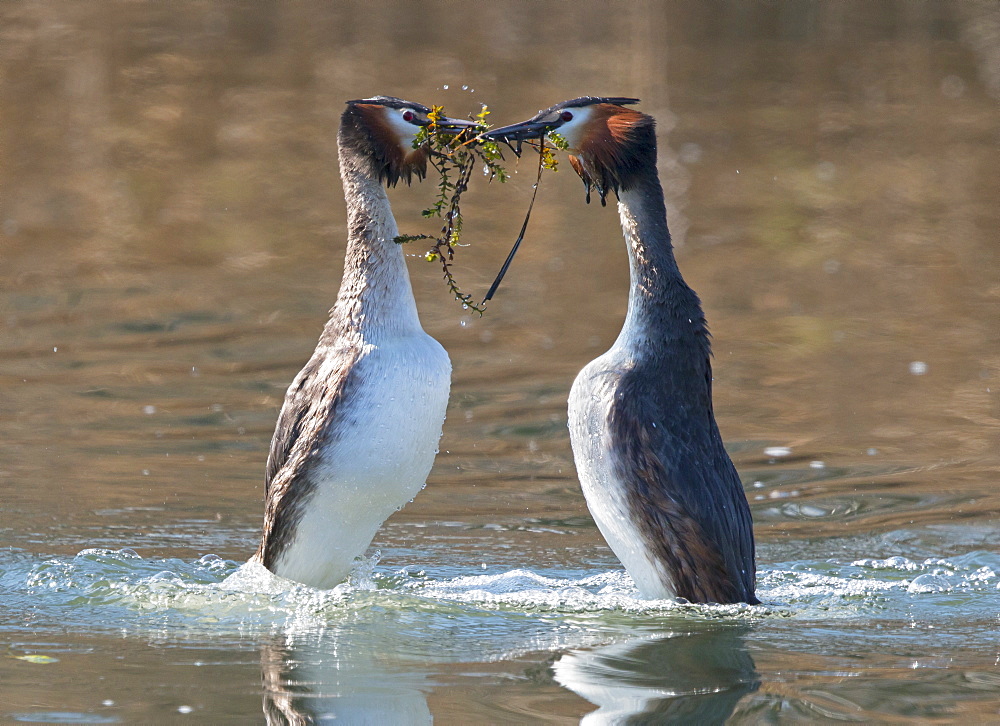 Great Crested Grebes displaying on the water, Switzerland