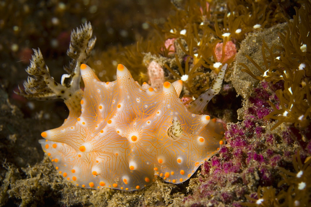 Nudibranch Halgerda carlsoni, Papua New Guinea