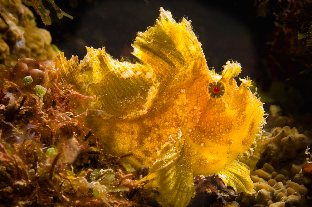 Leafy Scorpionfish, Papua New Guinea