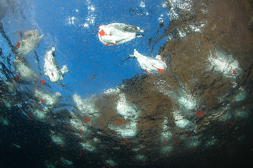 Silver Gulls feeding shrimp-Poor Knights Islands New Zealand