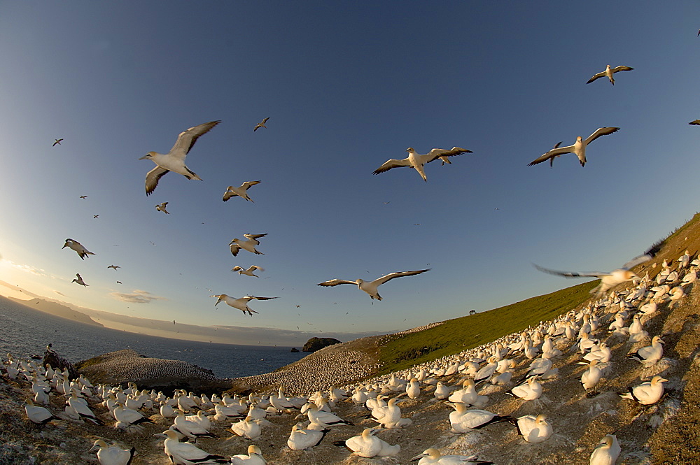 Australian Gannet colony,  New Zealand