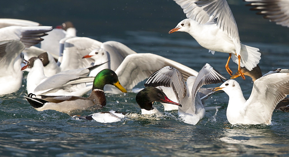 Goosander & Gulls fighting for food on the Lake leman