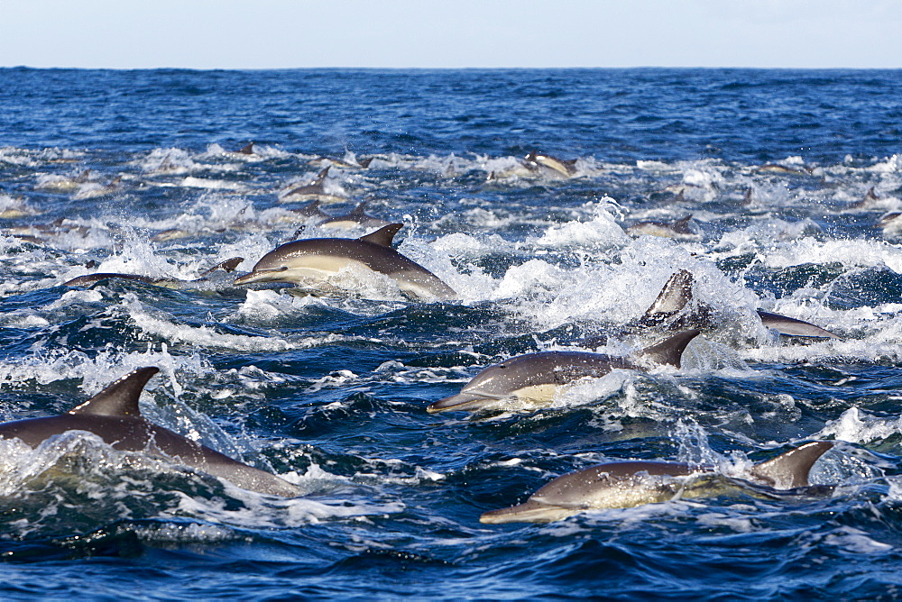 Long-beaked common dolphins on the surface, South Africa 