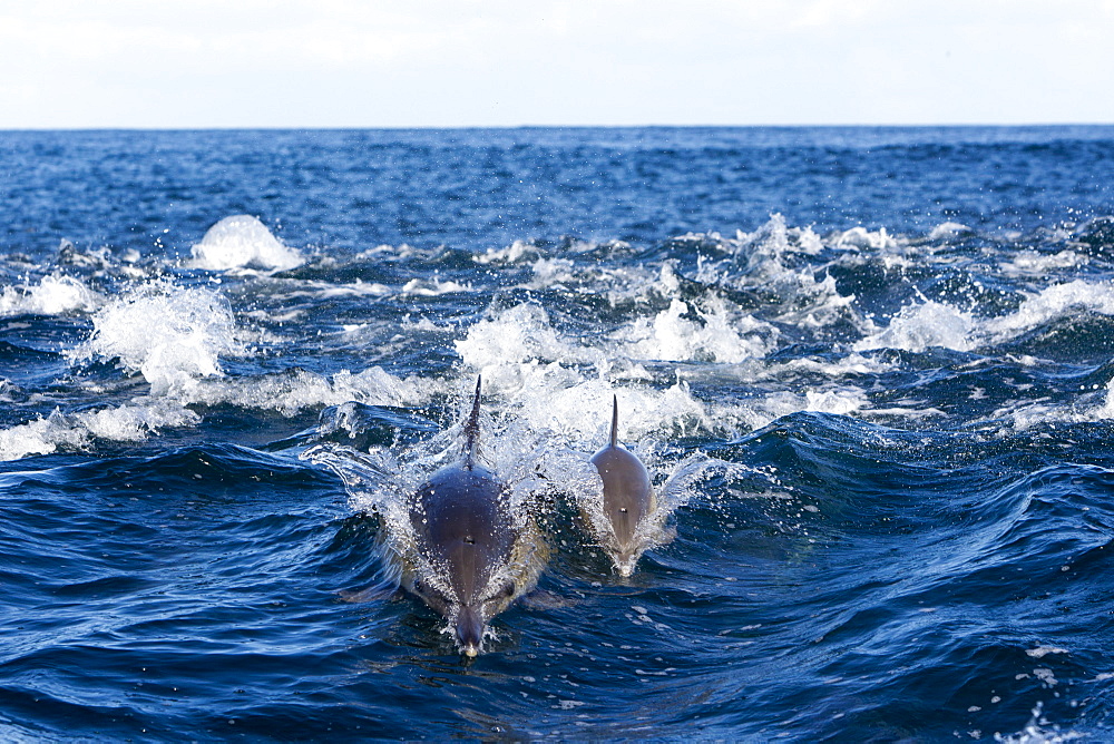 Long-beaked common dolphins on the surface, South Africa 