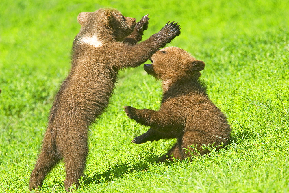 Young Grizzlies playing in the grass, Thuringian Germany