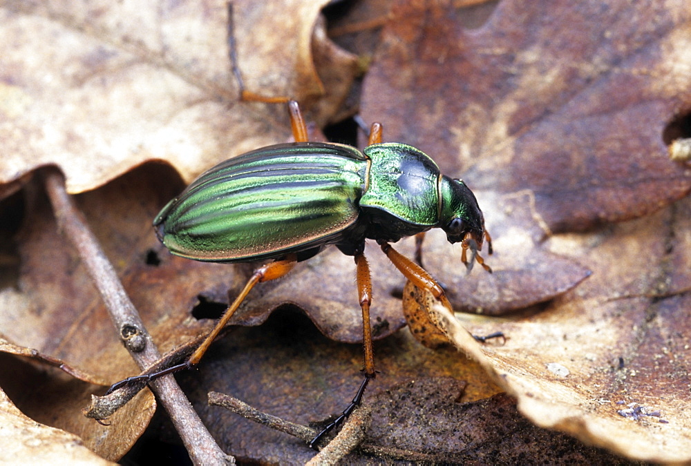 Golden ground beetle in the forest of Montargis, France