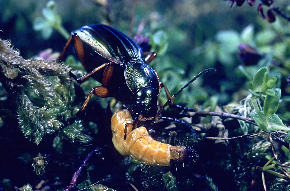 Golden ground beetle devouring a wireworm