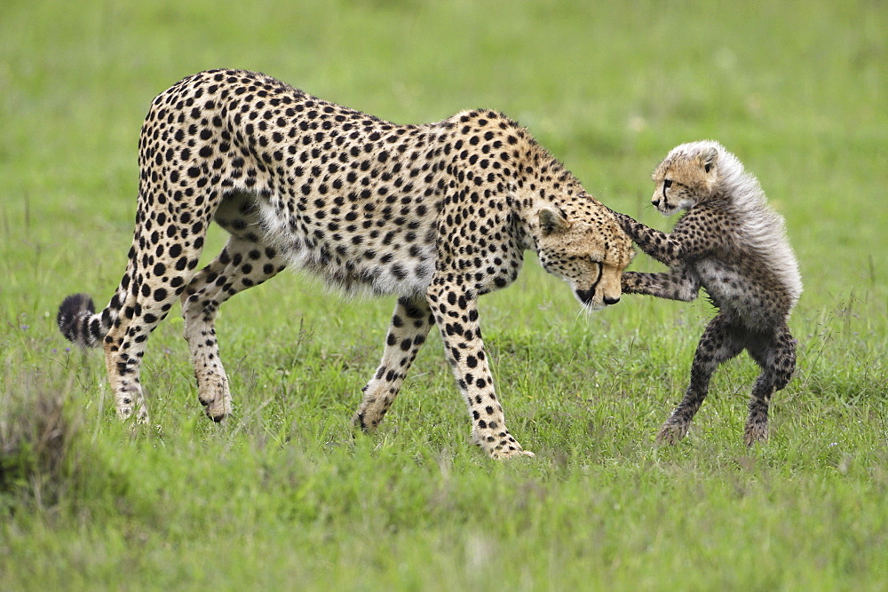 Cheetah and young in savanna, East Africa