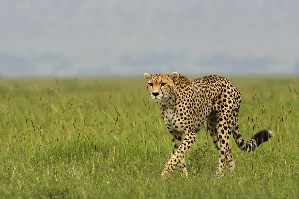 Cheetah walking in savanna, East Africa