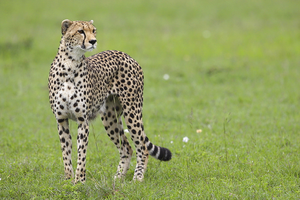 Cheetah in savanna, East Africa