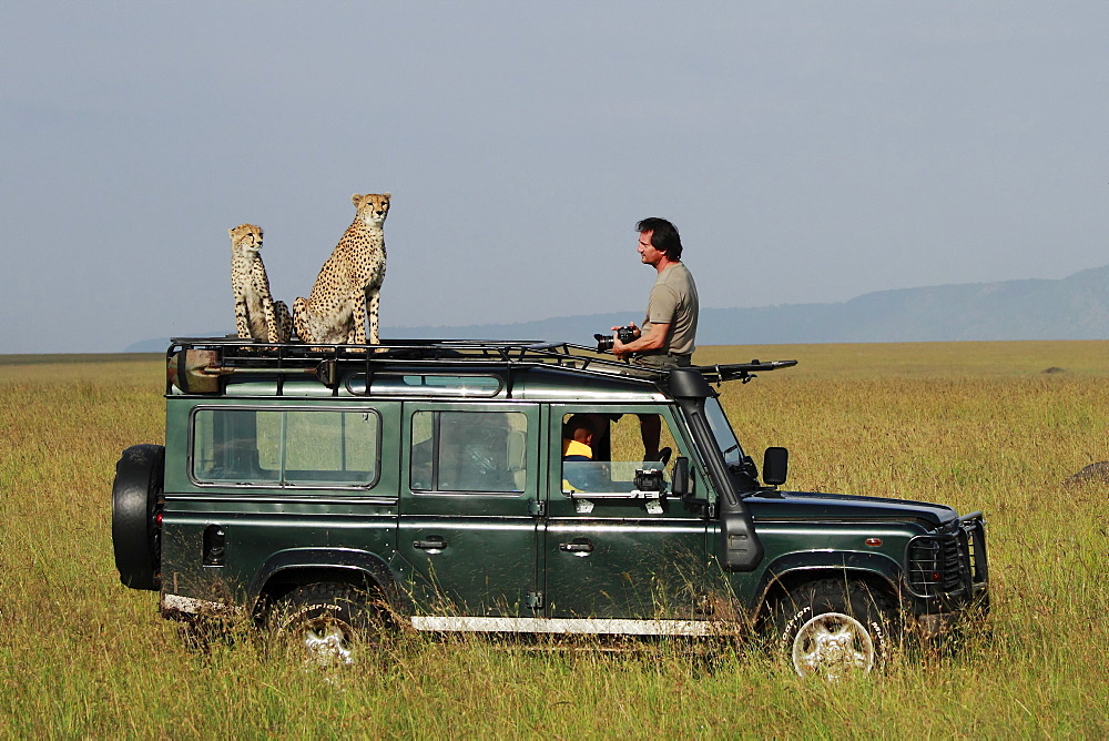 Cheetahs on car and photographer, East Africa