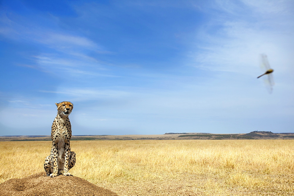 Cheetah sitting in savannah, East Africa 