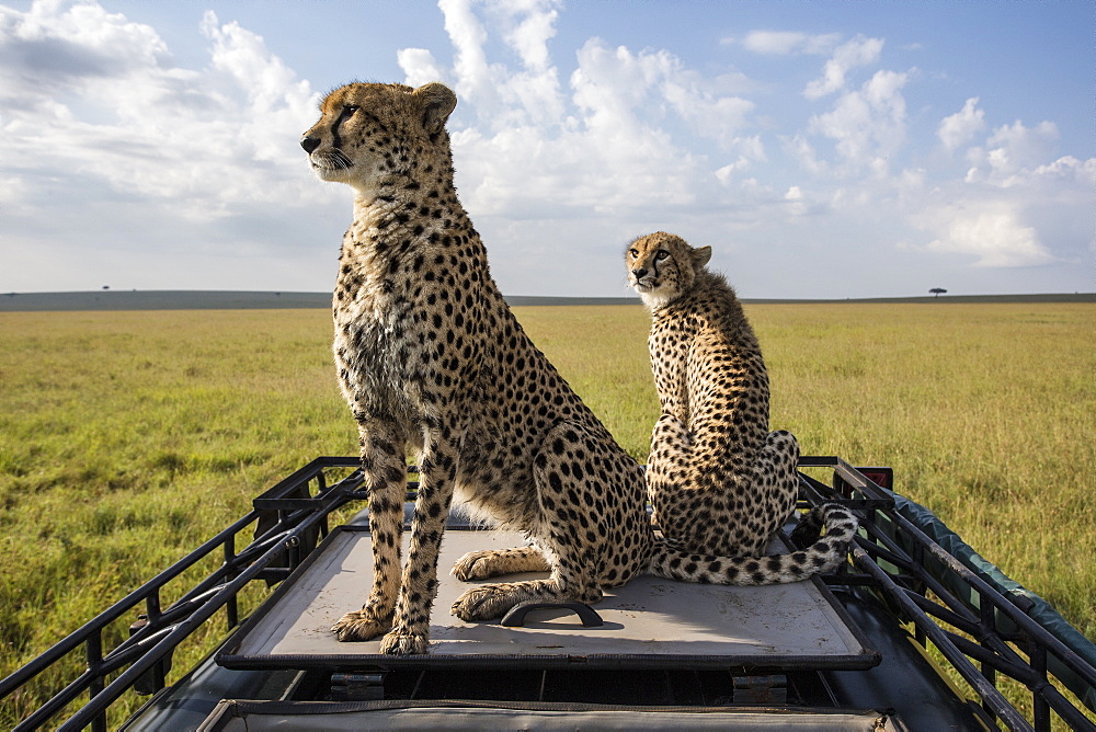 Cheetahs sitting on a vehicle vision, East Africa