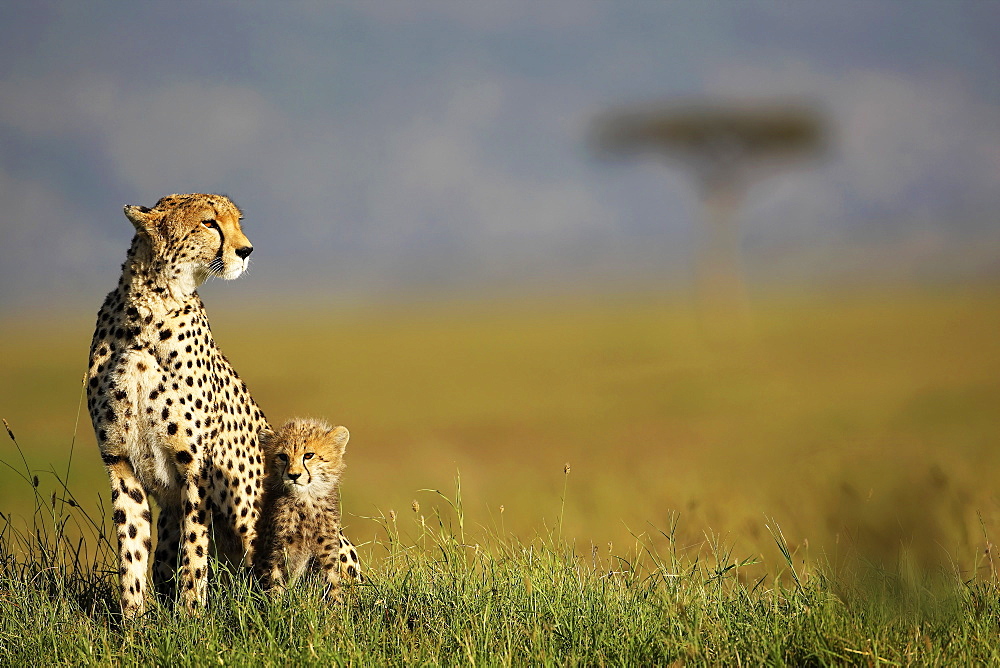 Cheetah and young in savanna, East Africa 