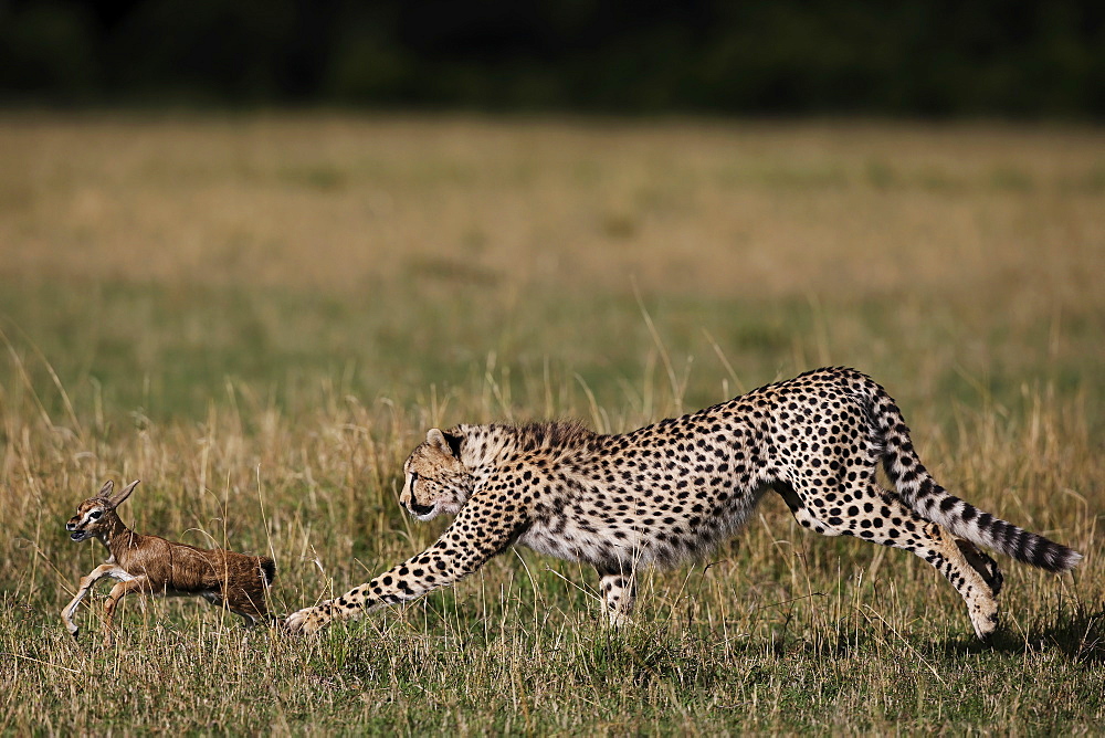 Cheetah capturing a young Gazelle, East Africa 