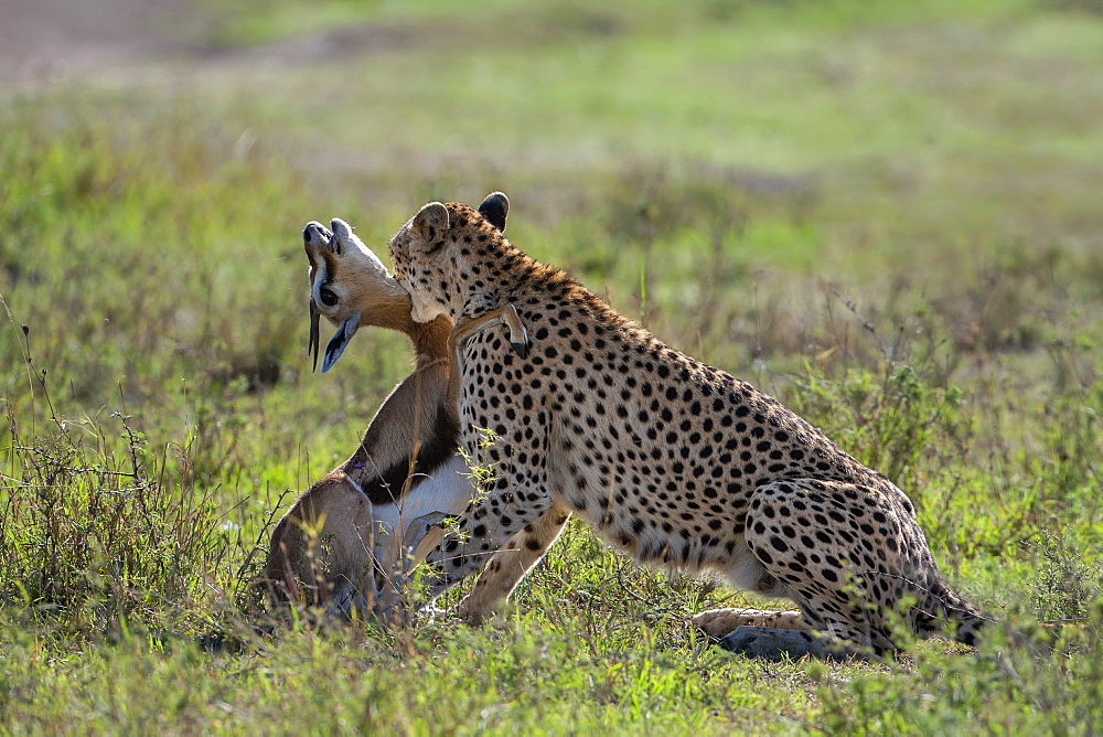 Cheetah stifling a Gazelle, East Africa