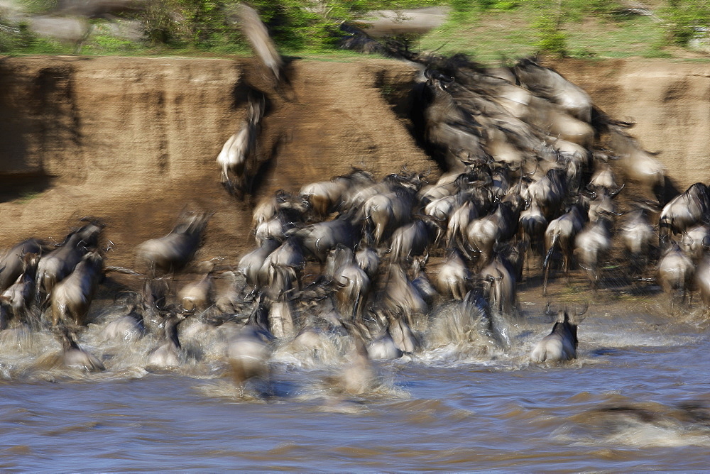 Blue wildebeest crossing a river, East Africa 