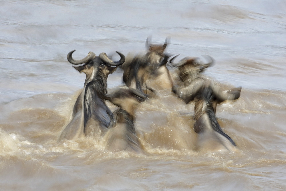 Blue wildebeest crossing a river, East Africa 