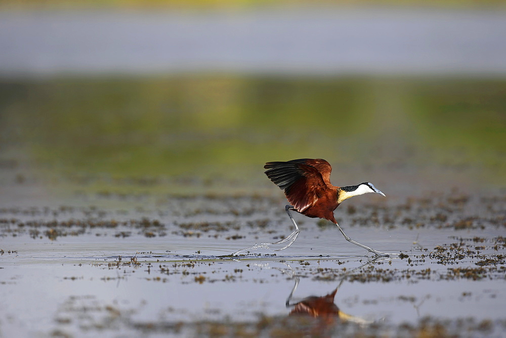 African Jacana running on water, East Africa