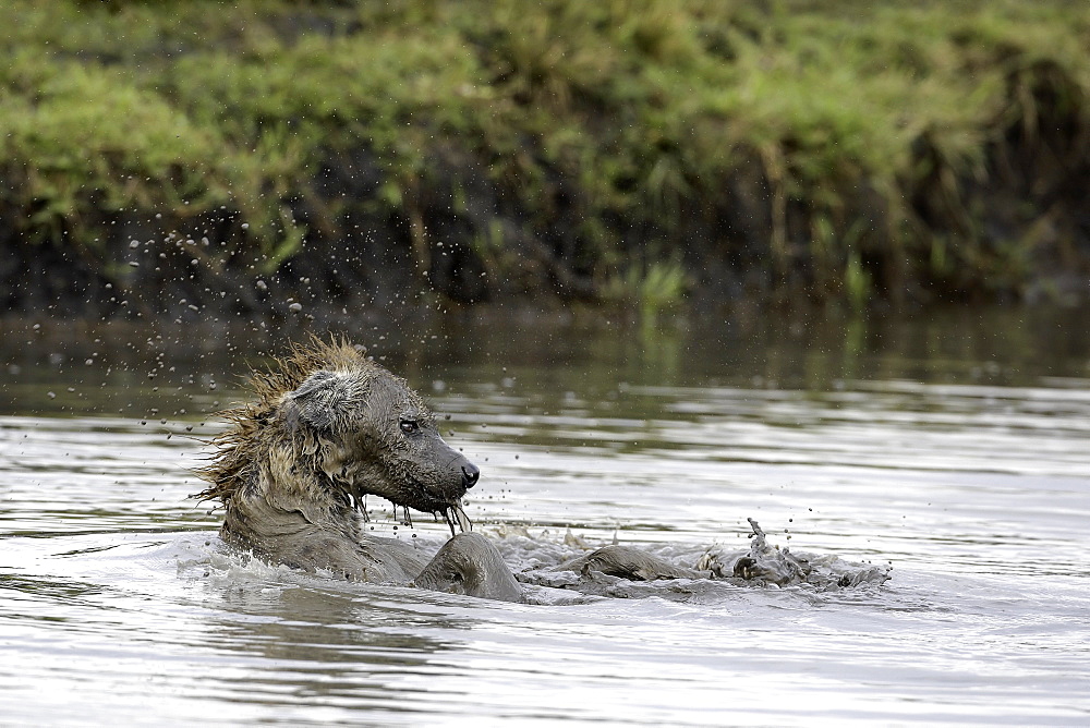 Spotted hyena bathing, East Africa