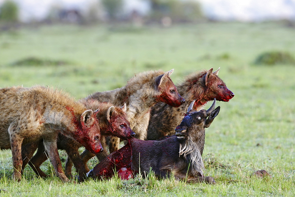 Spotted hyenas eating a wildebeest young, East Africa