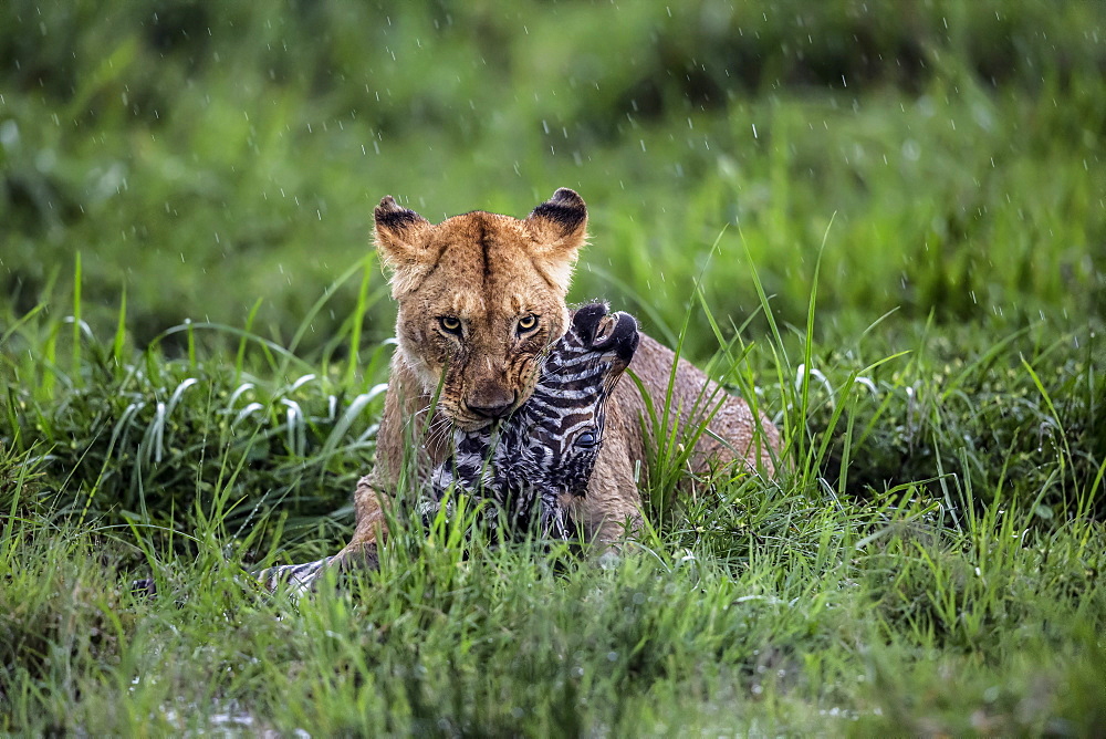 Lioness stifling a Zebra, East Africa