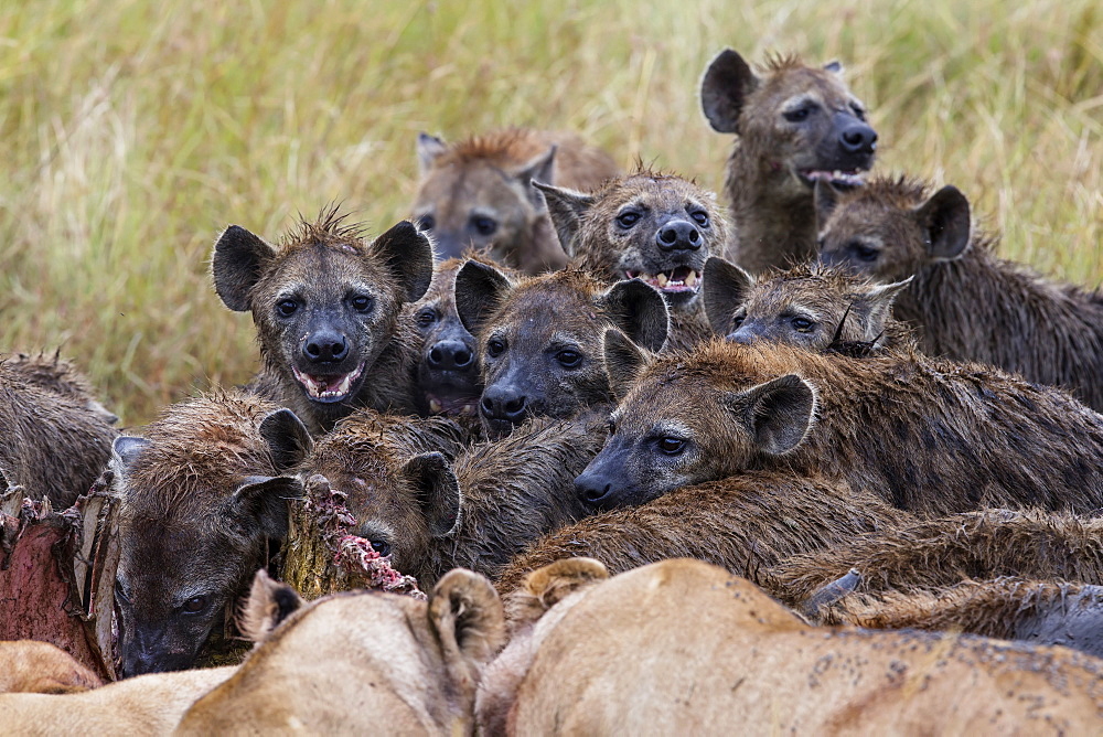 Spotted hyenas and lions on carcass, East Africa