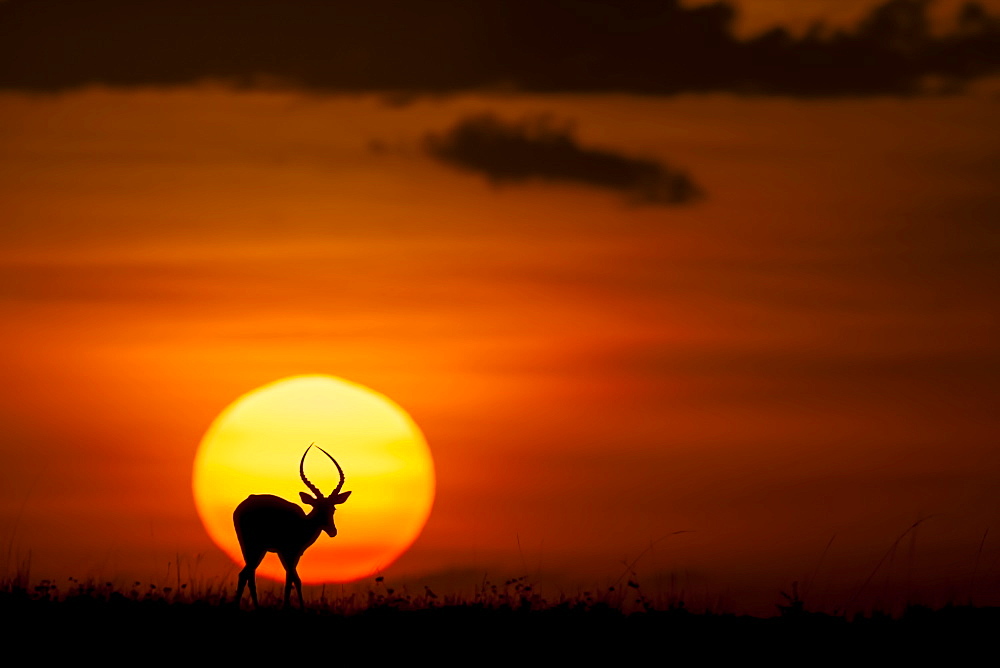 Impala in the plain at dusk, East Africa 