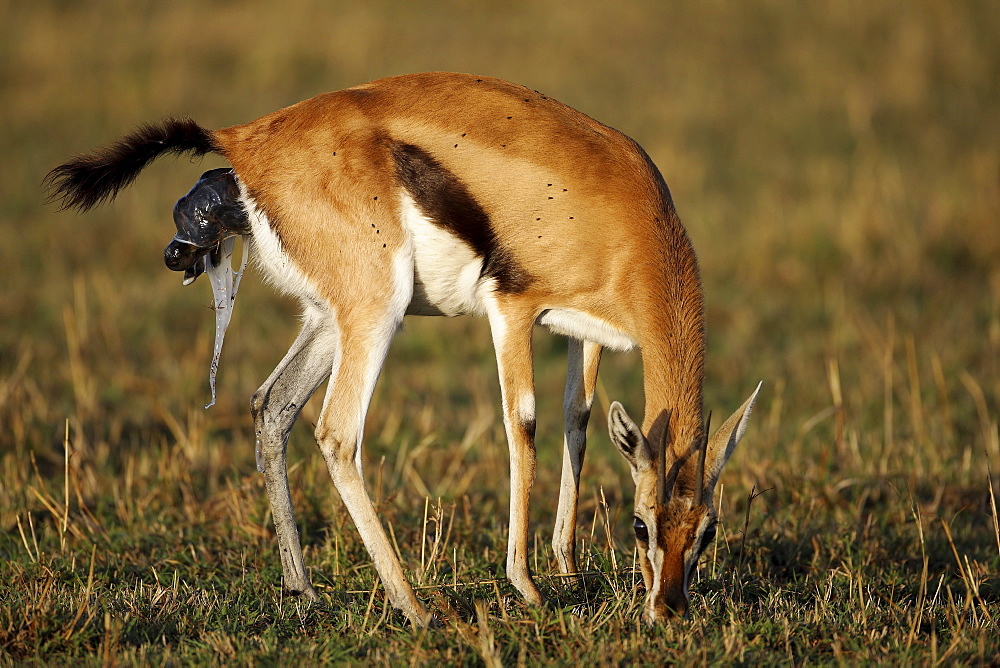 Birth of Thomson's Gazelle, East Africa 