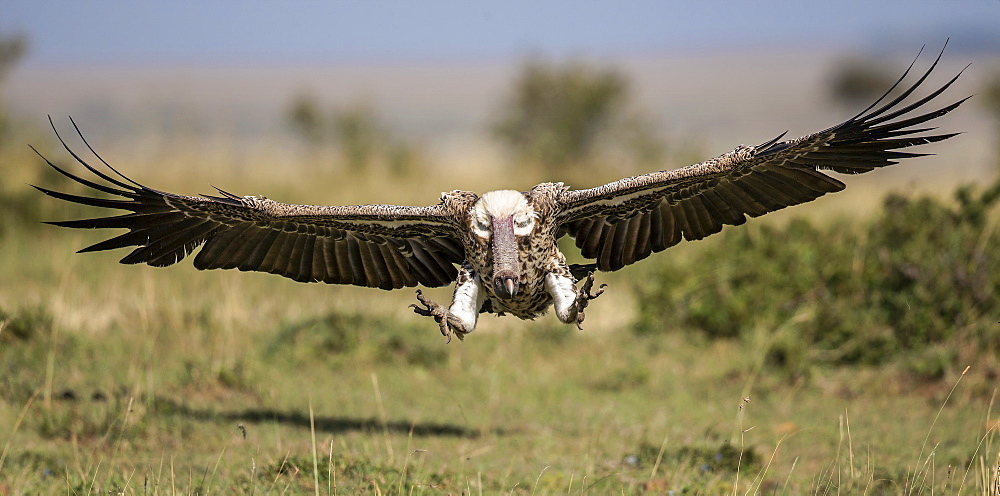 African White-backed Vulture in flight , East Africa 