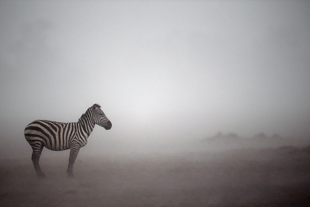 Grant's Zebra in the mist, East Africa 