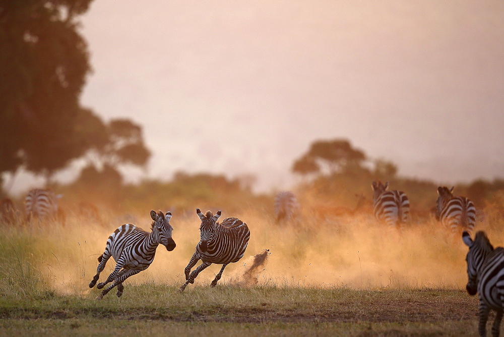 Grant's Zebras running at dusk, East Africa 