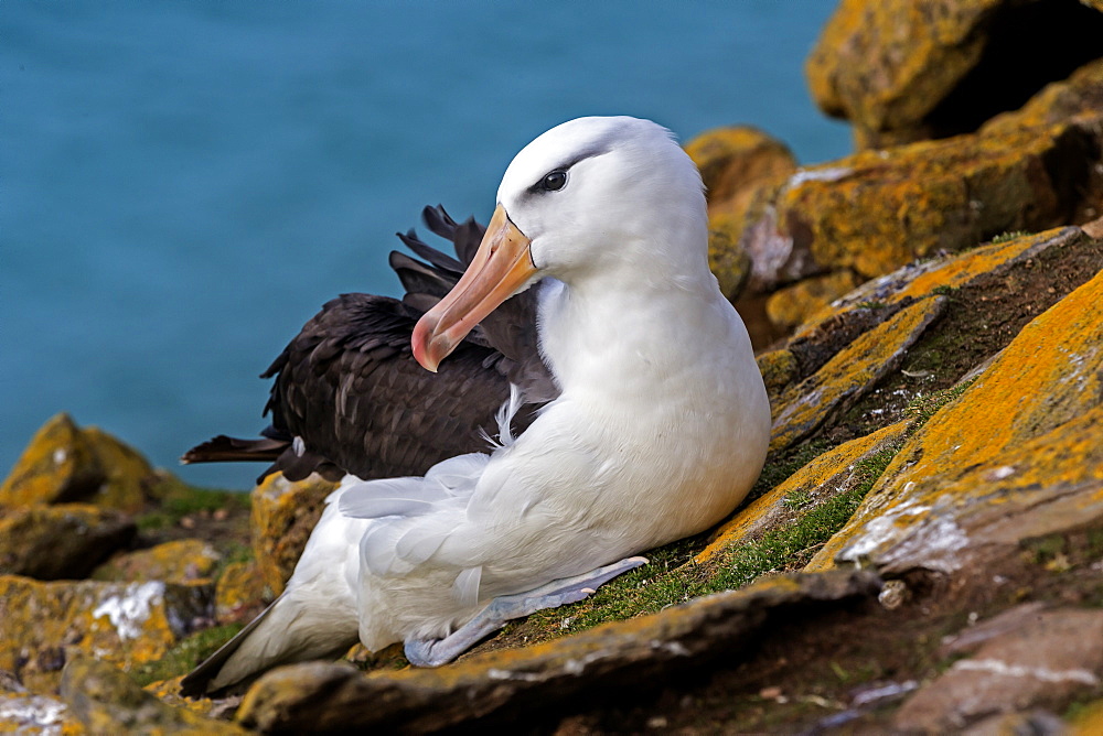 Black-browed Albatross at nest, Falkland Islands 