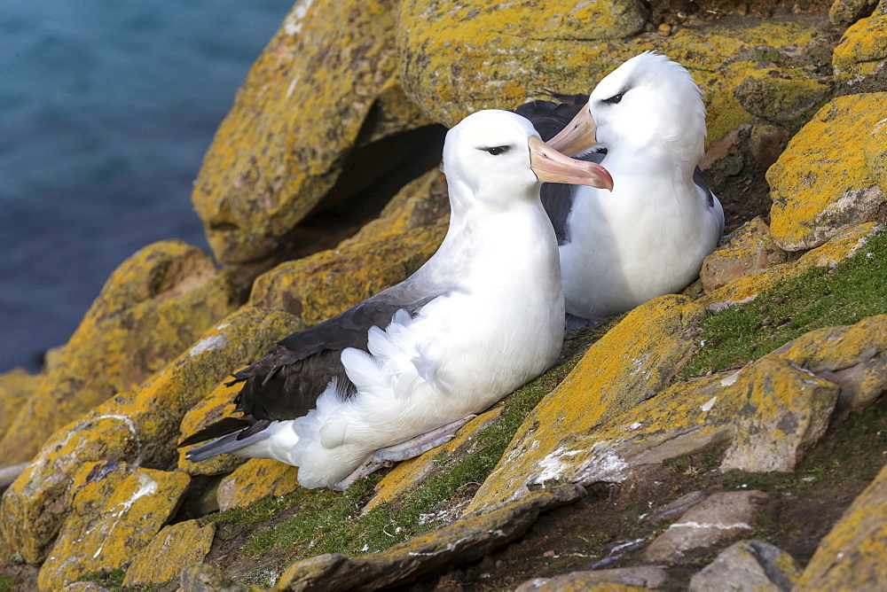 Black-browed Albatross on rock, Falkland Islands 