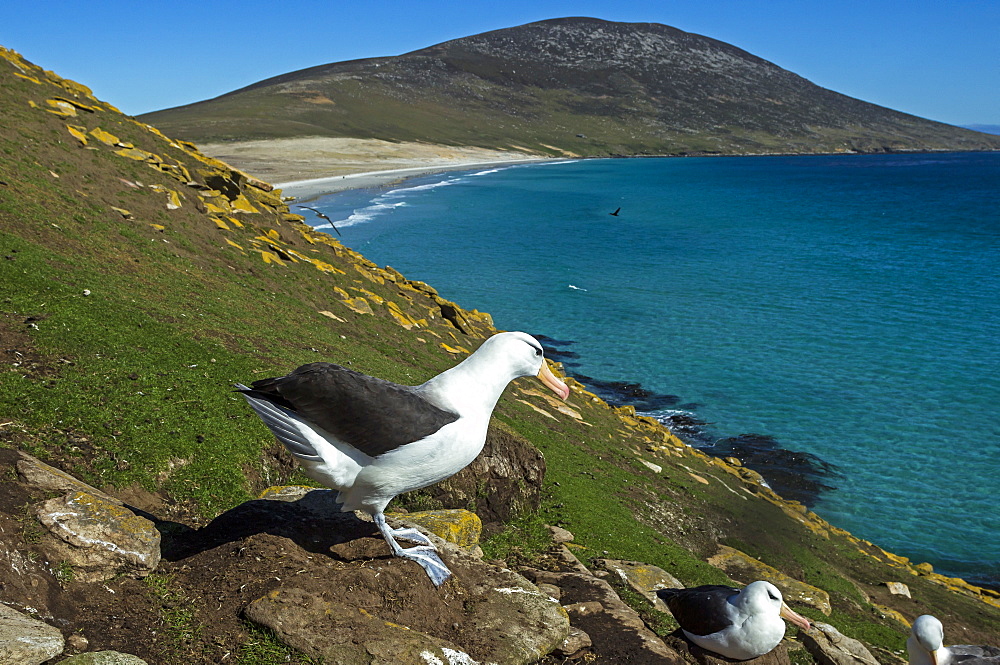 Black-browed Albatross at nest, Falkland Islands 