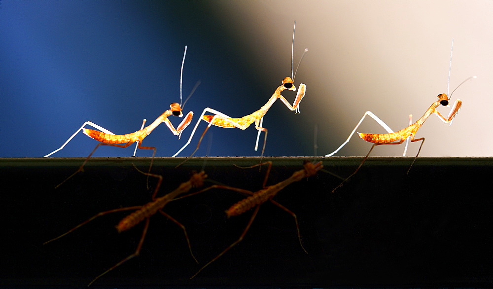 Young mantids newly hatched, French Guiana