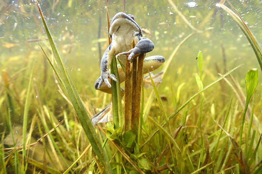 Grass frog in a swamp, Prairie Fouzon France 