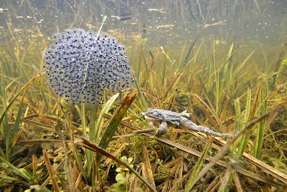 Grass frog died and eggs, Prairie Fouzon France 